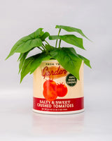BANDO VASE TOMATO CAN TOMATO